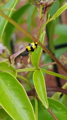 Illeis galbula