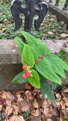 Hypericum androsaemum