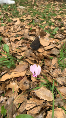 Cyclamen hederifolium