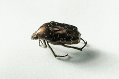 Protaetia orientalis sakaii