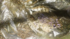 Fejervarya cancrivora
