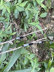 Orthetrum triangulare