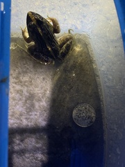 Fejervarya cancrivora