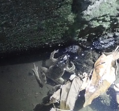 Fejervarya cancrivora