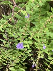 Scutellaria galericulata