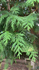 Thuja plicata