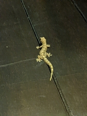 Lepidodactylus lugubris