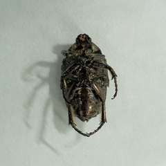 Protaetia orientalis sakaii