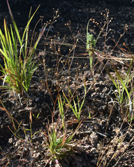 Paranotis mitrasacmoides