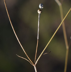 Paranotis mitrasacmoides