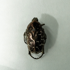 Protaetia orientalis sakaii