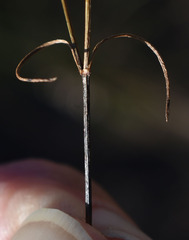 Paranotis mitrasacmoides