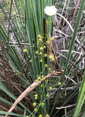 Drosera planchonii