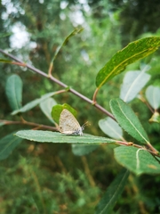 Leptotes pirithous