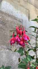 Fuchsia × hybrida