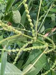 Boehmeria cylindrica