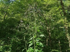 Lactuca floridana