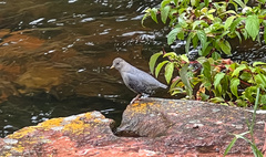 Cinclus mexicanus
