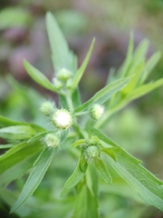 Asteraceae