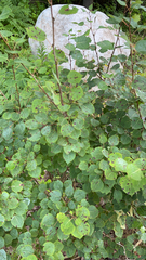 Populus tremula