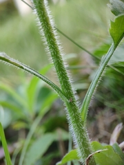Asteraceae