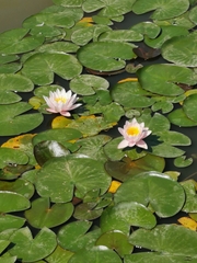 Nymphaea