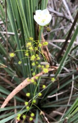 Drosera planchonii