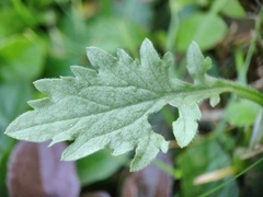 Asteraceae
