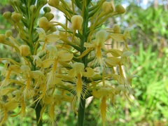 Platanthera × bicolor