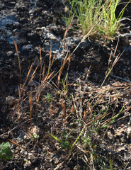 Schizachyrium fragile