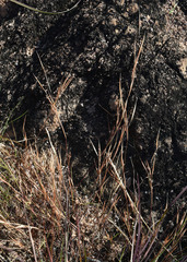 Schizachyrium fragile