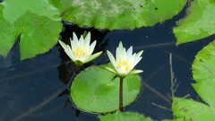 Nymphaea