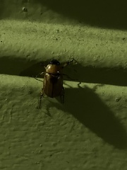 Cyclocephala