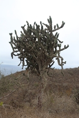 Armatocereus cartwrightianus