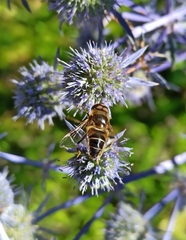 Eristalis pertinax