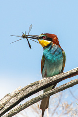 Merops apiaster