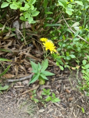 Hieracium umbellatum