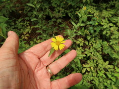 Bradburia pilosa