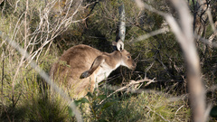 Macropus fuliginosus