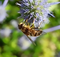 Eristalis pertinax