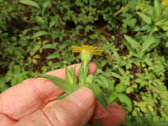 Bradburia pilosa
