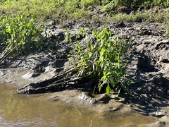 Sphenoclea zeylanica