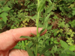 Bradburia pilosa