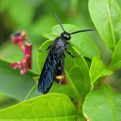 Scolia dubia
