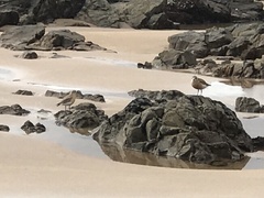 Charadrius obscurus aquilonius