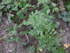 Agrimonia pilosa