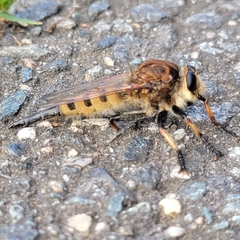 Promachus rufipes