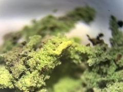 Chaenotheca furfuracea