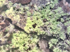 Chaenotheca furfuracea