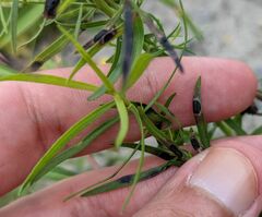 Botryosphaeria dothidea